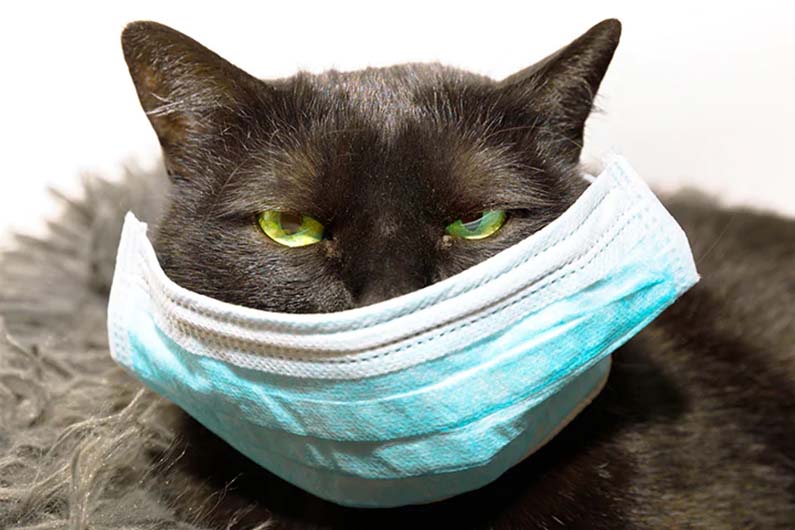 Mascotas vs. COVID-19